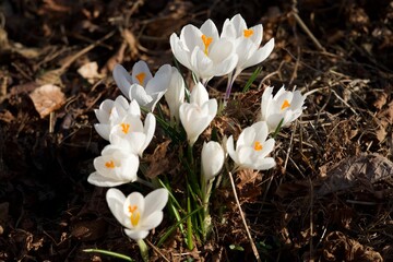 white crocus flowers