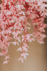 wedding decoration flower backdrop, colorful background