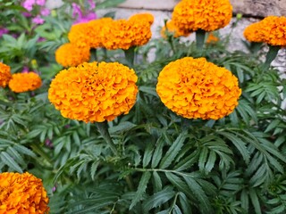 A vibrant cluster of orange marigold flowers in full bloom, surrounded by lush green foliage.