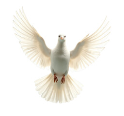 Obraz premium Dove with Spread Wings, transparent background