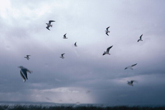 Seagulls in the sky