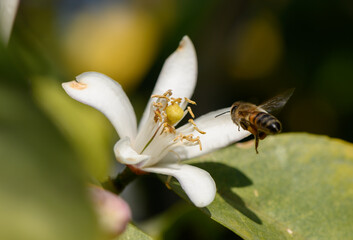 Bee dances around fragrant bloom in a sunlit garden during springtime