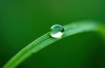 Water droplet on grass blade macro shot