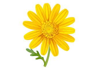 Yellow daisy flower isolated, vector illustration, nature flower, spring daisy, bright petals, beautiful floral design, botanical illustration, isolated flower, vibrant yellow blossom