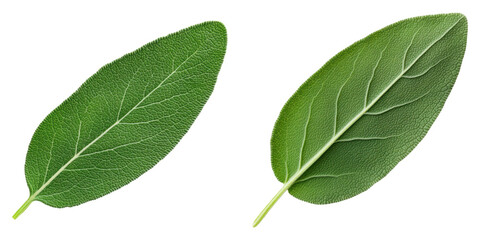 Fototapeta premium Two fresh green sage leaves isolated on transparency background