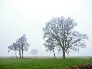 green grassy meadow and silhouettes of trees in morning mist