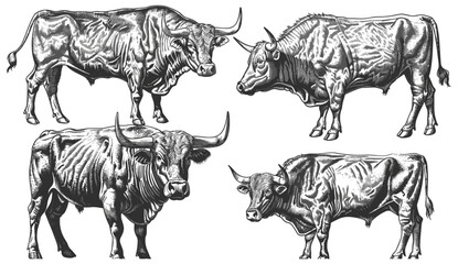 vector bull illustration set, black and white, engrave set, isolated bull design, line art, engraved bull, sketch art, animal illustration, bull head, vector art