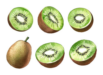 Fototapeta premium Artistic illustration of kiwi fruit in various stages