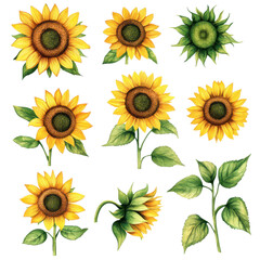 Illustrated collection of sunflowers in various stages of bloom
