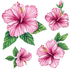 Vibrant pink hibiscus flowers with lush green leaves