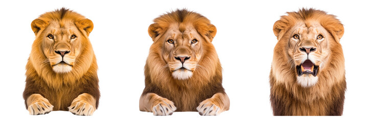 Fototapeta premium Three lions with expressive faces isolated on transparency background