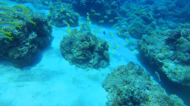 underwater swimming around view of group of yellowtail snappers look down to the bottom of sandy ocean floor with coral rock in the background during day time good weather