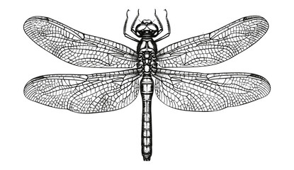 Engrave vector dragonfly isolated hand drawn graphic illustration, nature art, insect design, detailed sketch, wildlife illustration, engraved artwork, line art, bug drawing