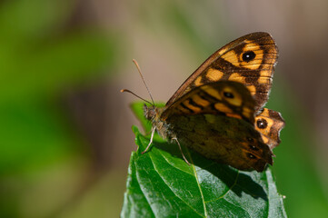 Delicate amber butterfly sits gracefully on a vibrant green leaf in a sunny garden