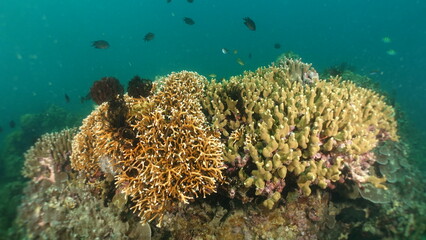 An underwater ecosystem built by colonies of tiny animals 