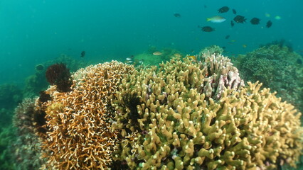 An underwater ecosystem built by colonies of tiny animals 