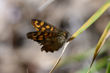 Beautiful butterfly resting on delicate green leaf under soft sunlight in a tranquil natural setting
