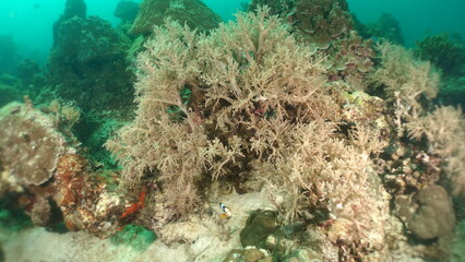 An underwater ecosystem built by colonies of tiny animals 