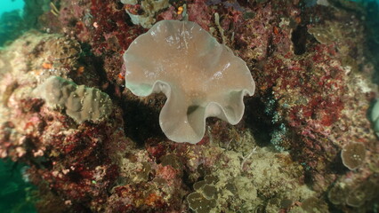 An underwater ecosystem built by colonies of tiny animals 