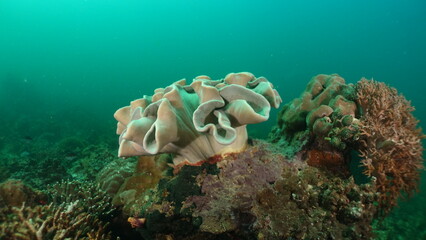An underwater ecosystem built by colonies of tiny animals 