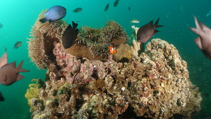 Ocellaris Clownfish swimming in sea anemone 