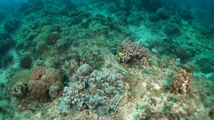 An underwater ecosystem built by colonies of tiny animals 