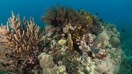 An underwater ecosystem built by colonies of tiny animals 