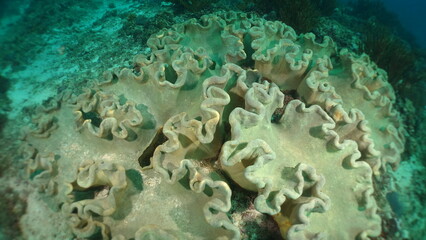 An underwater ecosystem built by colonies of tiny animals 