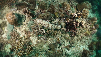 An underwater ecosystem built by colonies of tiny animals 