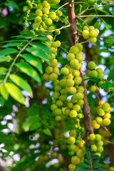 Fresh light green fruits of star gooseberries or Phyllanthus acidus on tree with branches and green leaves close up selective focus with nature day light . Green leaves on a tree
