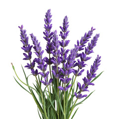 Obraz premium Purple Lavender Flowers with Green Stems and transparent background
