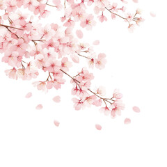 Fototapeta premium Sakura Blossoms: Delicate cherry blossoms in full bloom cascade across a crisp composition, celebrating the fleeting beauty of spring.