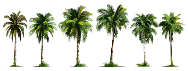 Vector coconut palm tree set, isolated on white and transparent background, tropical tree, palm leaves, exotic nature, summer landscape, botanical element, jungle plant, tropical island © aura studio