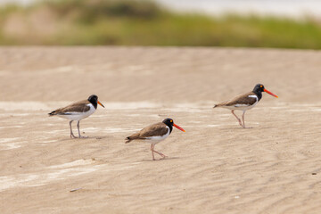 Three American Oystercatcher (Haematopus palliatus) walking on a dune on the Atlantic coast of Argentina.