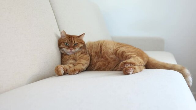 Cute ginger cat lying on the sofa, watching at camera and wagging his tail