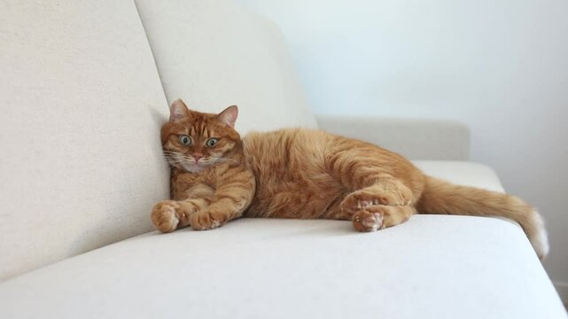 Cute ginger cat relaxing on the sofa, watching at camera and wagging his tail