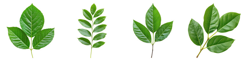 Obraz premium Four vibrant green leaves isolated on transparency background