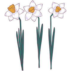 Daffodil spring flowers. Bouquet of narcissus. Good for posters, postcards, banners, ad, logo, labels and tags