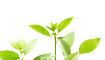 Fototapeta premium Single vibrant green plant, isolated on pure white background, macro, design element