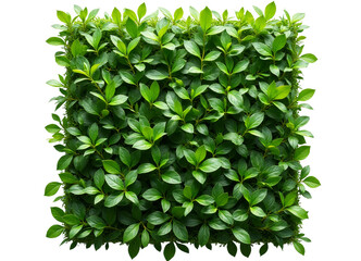 Obraz premium Square Arrangement of Green Leaves with Transparent Background