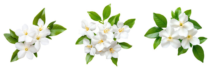 Obraz premium White jasmine flowers with green leaves on transparency background
