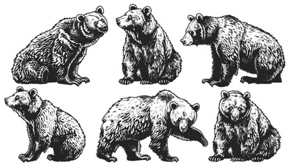 American grizzly black bear vector, isolated ink sketch, vintage engraving, animal silhouette, wild wildlife illustration, forest creature, bear design, wildlife sketch, nature art