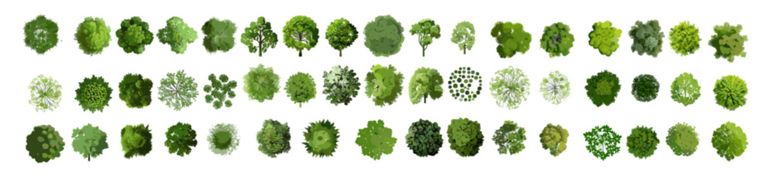 Tree top view vector isolated on white background for landscape architecture layout, garden design elements, environmental plan, outdoor planning, landscape architecture