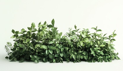 Obraz premium Lush Green Variegated Foliage Row Against White Background