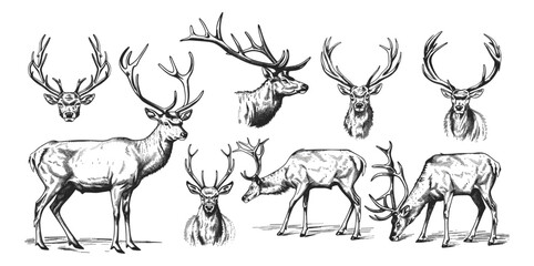 Vector deer illustration, stag, wild doe, reindeer art, vintage engraving, isolated ink sketch, animal design, wildlife background, nature art, wild deer drawing