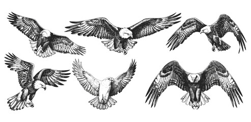 Eagle illustration, wild falcon sketch, vintage hawk drawing, bird of prey art, isolated vector eagle, wildlife sketch, hand-drawn bird, falcon artwork, nature sketch, ink drawing