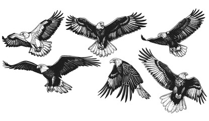 Vector eagle sketch, vintage engrave, hawk artwork, wild falcon illustration, bird drawing, isolated ink bird, bird of prey, wildlife art, nature hawk, sketch of eagle, wild bird image