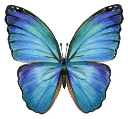Watercolor butterfly illustration isolated on white background.