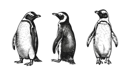 Obraz premium Penguin vector illustration, vintage engrave art, imperial wild bird sketch, isolated set, ink background, animal sketch, nature illustration, bird art, wildlife decor