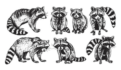 Wild raccoon vector sketch, isolated vintage engrave illustration, line art pet collection, raccoon wildlife drawing, animal vector, forest sketch, wild pet art © aura studio